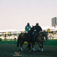 In Memory Of Barbaro