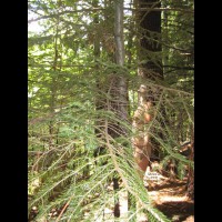 Pic #1 Pooc In The Woods Pt 2